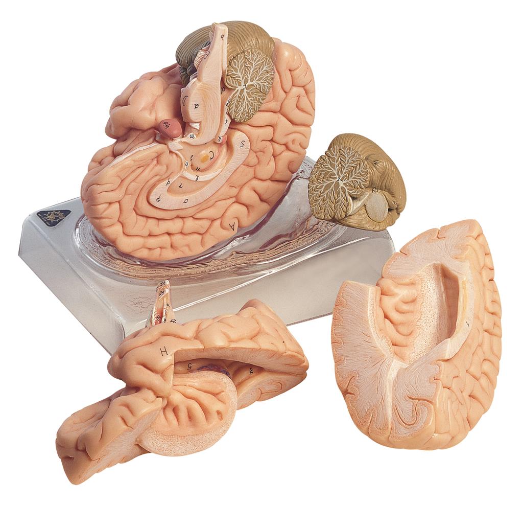 Gehirn 4teilig www.derhedinger.de